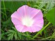 pink morningglory flower picture