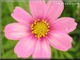 pink cosmos flower picture