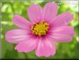 pink cosmos flower picture