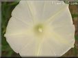 white morning glory flower picture