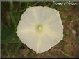 white morning glory flower picture