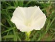 white morning glory flower picture