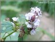 oregano herb flower picture