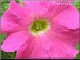 pink petunia flower picture