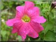 pink petunia flower picture