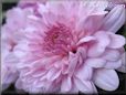 pink mum flower picture
