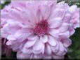 pink mum flower picture