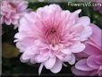 pink mum flower picture