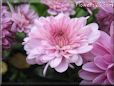 pink mum flower picture