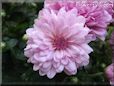 pink mum flower picture