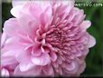 pink mum flower picture