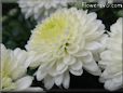 white mum flower picture