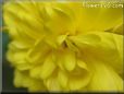 yellowmum flower picture