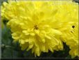 yellowmum flower picture