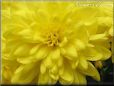 yellowmum flower picture
