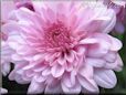 pink mum flower picture