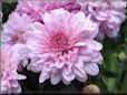 pink mum flower picture
