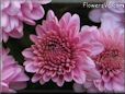 pink mum flower picture