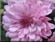 pink mum flower picture