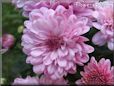 pink mum flower picture