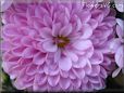 pink mum flower picture