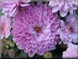 pink mum flower picture