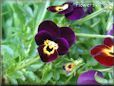  flower picture