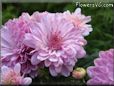 pink mum flower picture