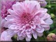 pink mum flower picture