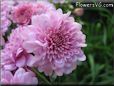 pink mum flower picture