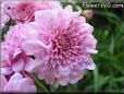 pink mum flower picture