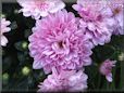 pink mum flower picture