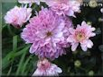 pink mum flower picture