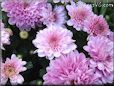 pink mum flower picture