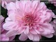 pink mum flower picture