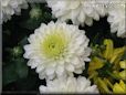 white mum flower picture