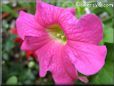 pink petunia flower picture