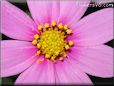 pink cosmos flower picture