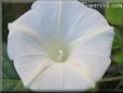 white morning glory flower picture