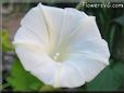 white morning glory flower picture