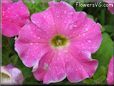 pink petunia flower picture