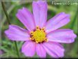 cosmos flower picture