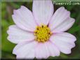 white cosmos flower picture