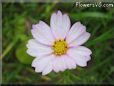white cosmos flower picture