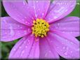 cosmos flower picture