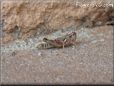 red grasshopper picture