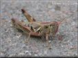 red grasshopper picture