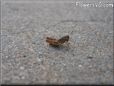 young grasshopper picture