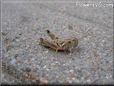 young grasshopper