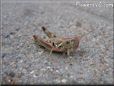 young grasshopper picture